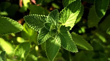 garnishing-instructions-image